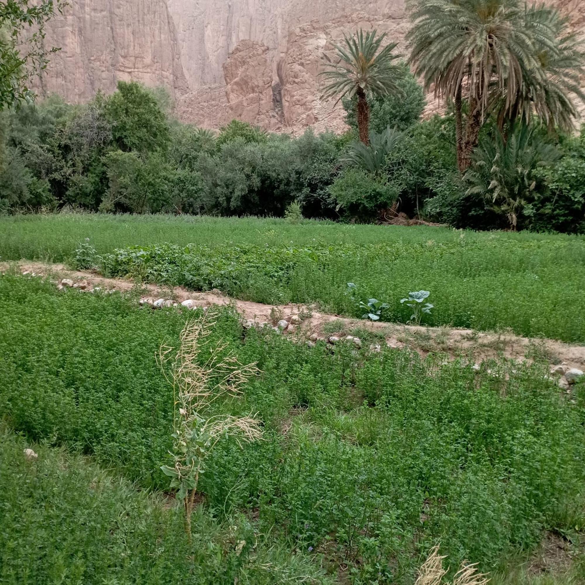 Riad La Fleur Aït Baha Pokój zdjęcie